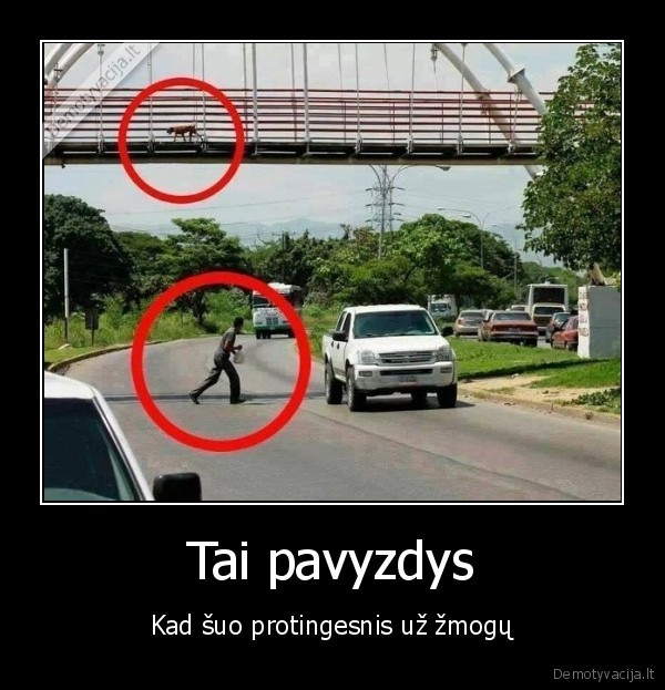 Tai pavyzdys - Kad šuo protingesnis už žmogų