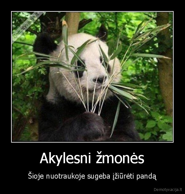 Akylesni žmonės - Šioje nuotraukoje sugeba įžiūrėti pandą. 