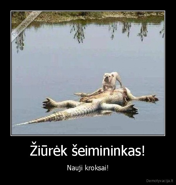 Žiūrėk šeimininkas! - Nauji kroksai!. 