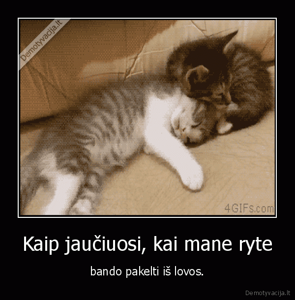Kaip jaučiuosi, kai mane ryte - bando pakelti iš lovos.. 