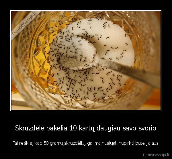 Skruzdėlė pakelia 10 kartų daugiau savo svorio - Tai reiškia, kad 50 gramų skruzdėlių, galima nusiųsti nupirkti butelį alaus