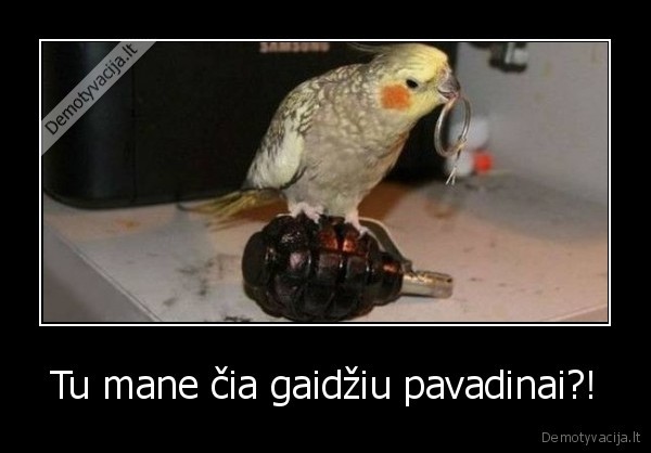 Tu mane čia gaidžiu pavadinai?!. 