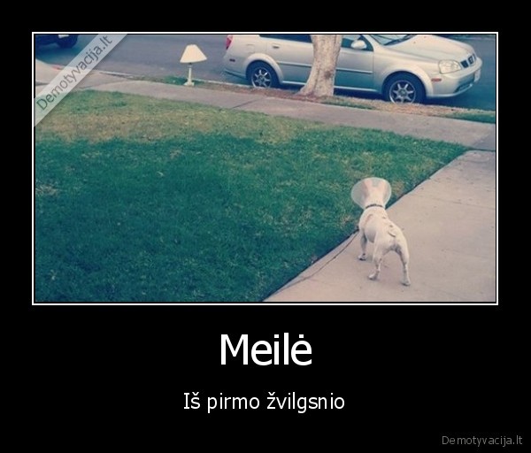 Meilė - Iš pirmo žvilgsnio. 