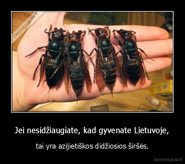 Jei nesidžiaugiate, kad gyvenate Lietuvoje, - tai yra azijietiškos didžiosios širšės.. 