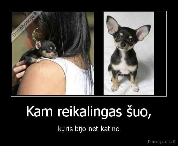Kam reikalingas šuo, - kuris bijo net katino. 