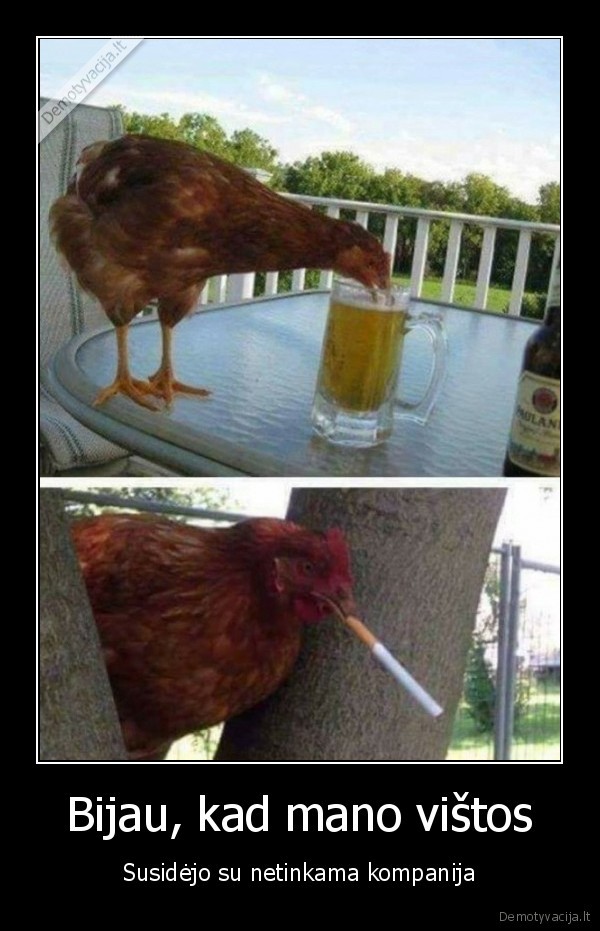 Bijau, kad mano vištos - Susidėjo su netinkama kompanija. 