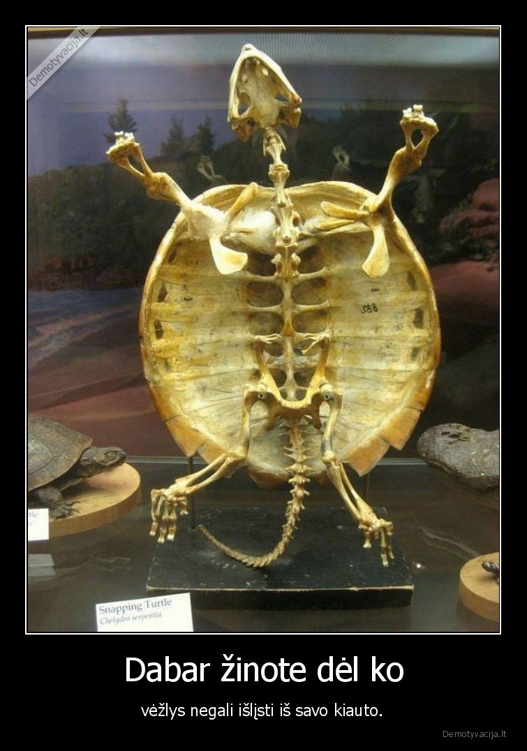 Dabar žinote dėl ko - vėžlys negali išlįsti iš savo kiauto.. 