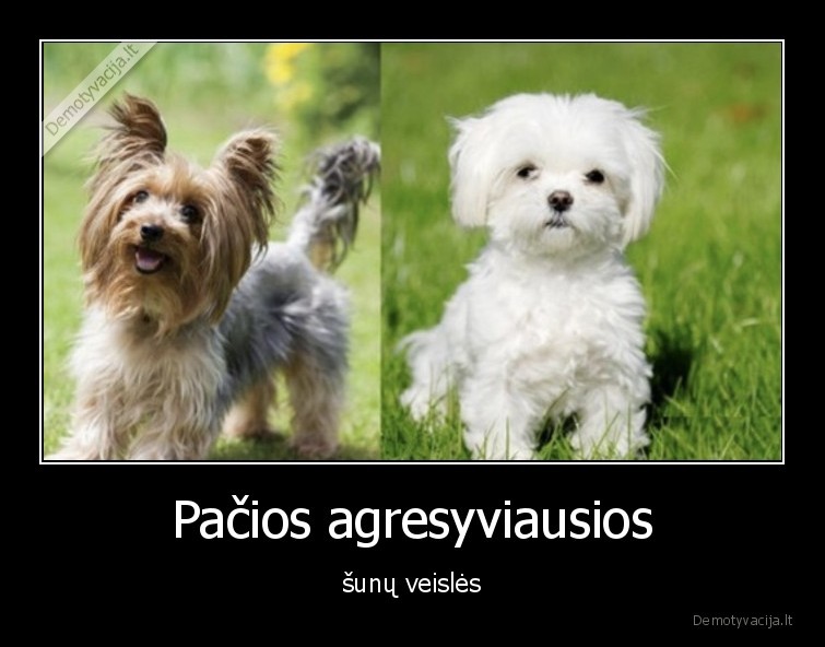 Pačios agresyviausios - šunų veislės. 