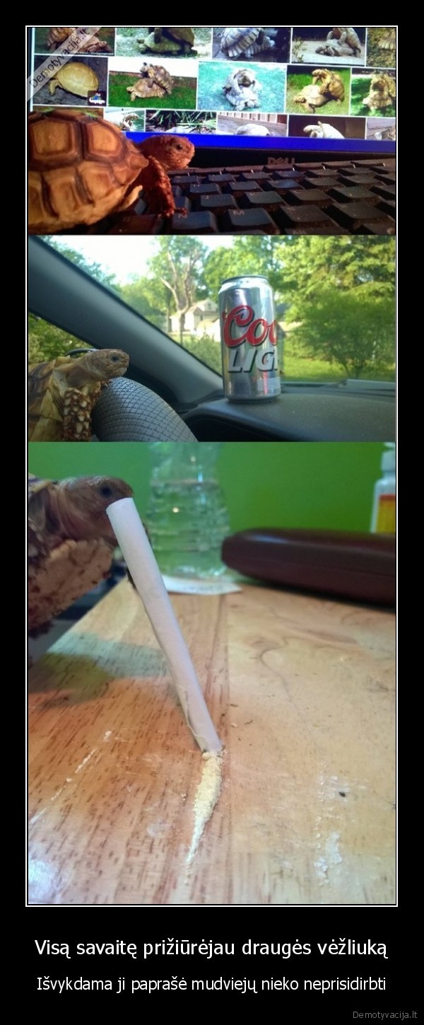 Visą savaitę prižiūrėjau draugės vėžliuką - Išvykdama ji paprašė mudviejų nieko neprisidirbti. 