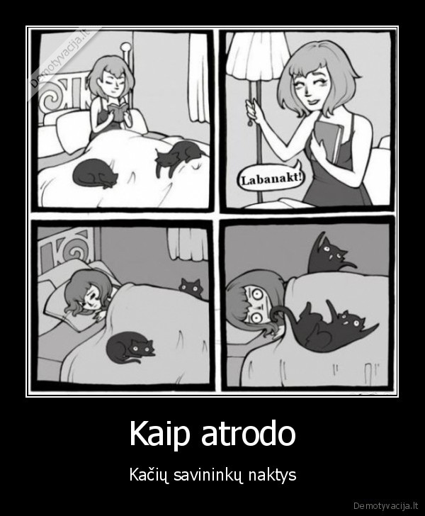 Kaip atrodo - Kačių savininkų naktys. 