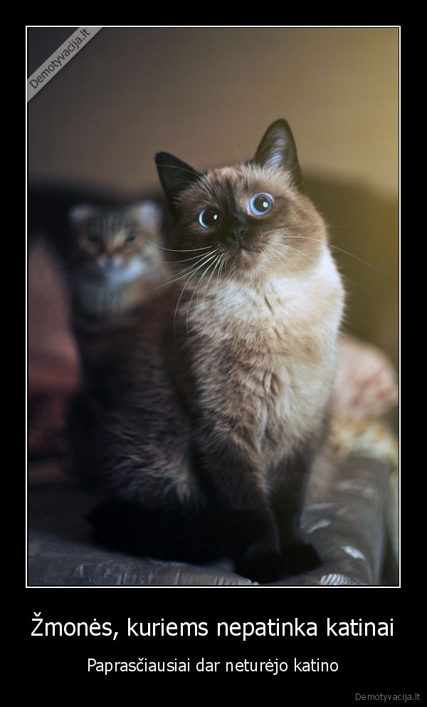 Žmonės, kuriems nepatinka katinai - Paprasčiausiai dar neturėjo katino. 