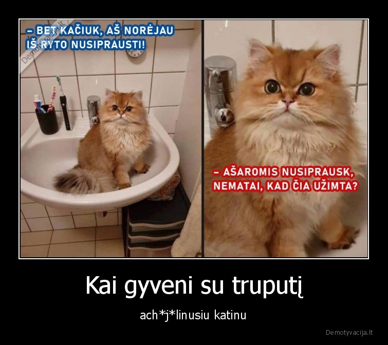 Kai gyveni su truputį - ach*j*linusiu katinu. 
