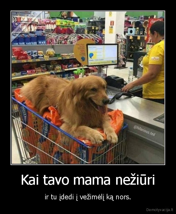 Kai tavo mama nežiūri - ir tu įdedi į vežimėlį ką nors.. 