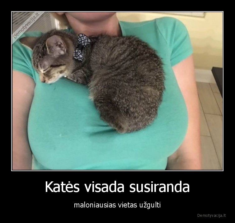 Katės visada susiranda - maloniausias vietas užgulti. 