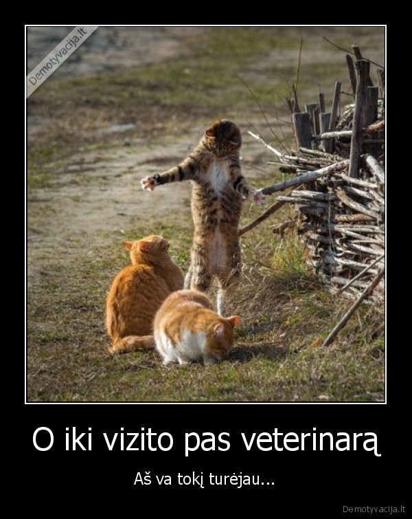 O iki vizito pas veterinarą - Aš va tokį turėjau.... 