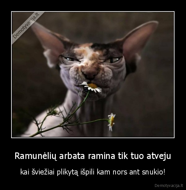 Ramunėlių arbata ramina tik tuo atveju - kai šviežiai plikytą išpili kam nors ant snukio!. 