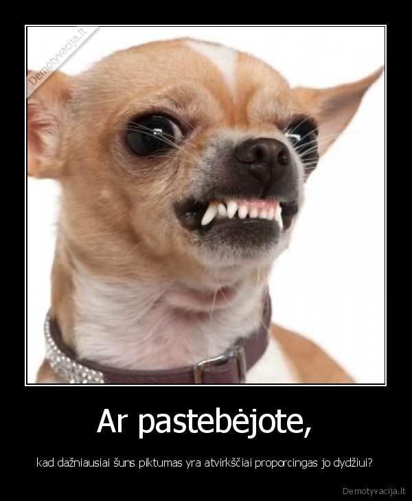 Ar pastebėjote, - kad dažniausiai šuns piktumas yra atvirkščiai proporcingas jo dydžiui?. 