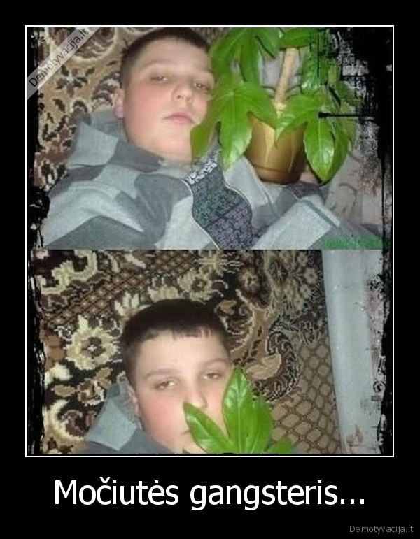 Močiutės gangsteris.... 