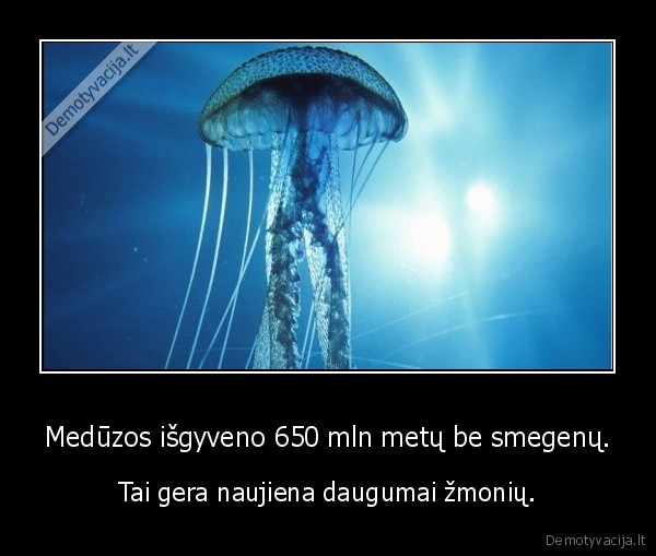 Medūzos išgyveno 650 mln metų be smegenų. - Tai gera naujiena daugumai žmonių.. 