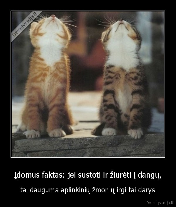 Įdomus faktas: jei sustoti ir žiūrėti į dangų, - tai dauguma aplinkinių žmonių irgi tai darys. 