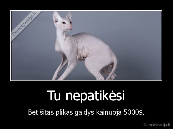 Tu nepatikėsi - Bet šitas plikas gaidys kainuoja 5000$.. 