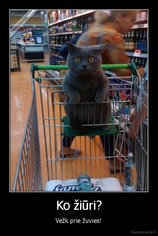 Ko žiūri? - Vežk prie žuvies!. 