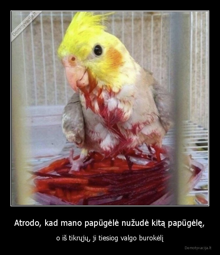Atrodo, kad mano papūgėlė nužudė kitą papūgėlę, - o iš tikrųjų, ji tiesiog valgo burokėlį. 