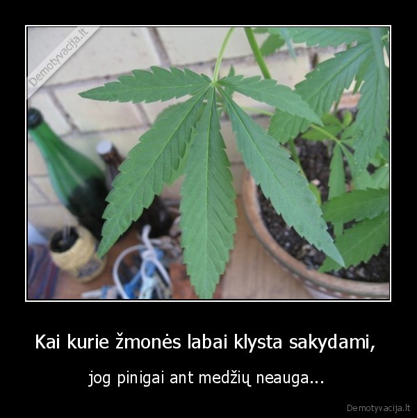 Kai kurie žmonės labai klysta sakydami,  - jog pinigai ant medžių neauga.... 