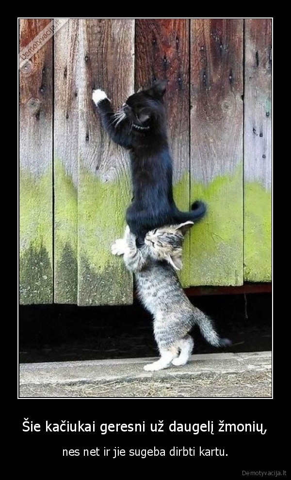 Šie kačiukai geresni už daugelį žmonių, - nes net ir jie sugeba dirbti kartu.. 