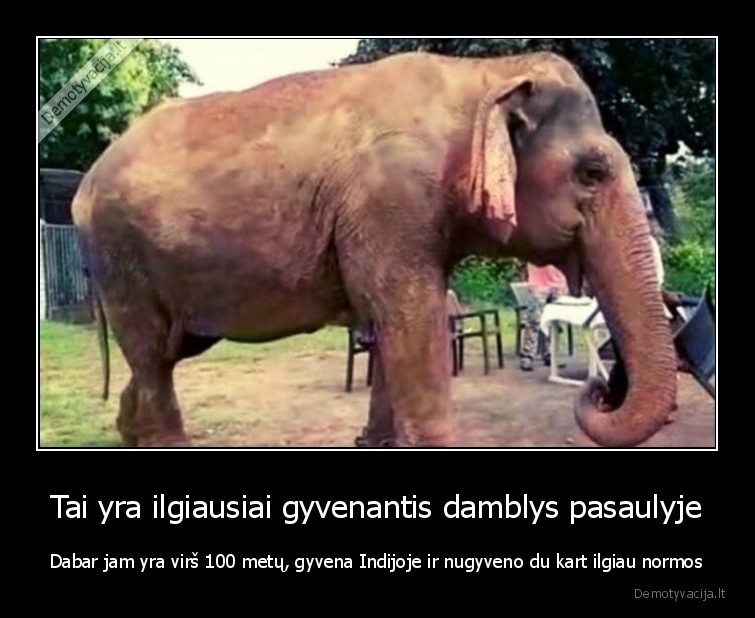 Tai yra ilgiausiai gyvenantis damblys pasaulyje - Dabar jam yra virš 100 metų, gyvena Indijoje ir nugyveno du kart ilgiau normos. 