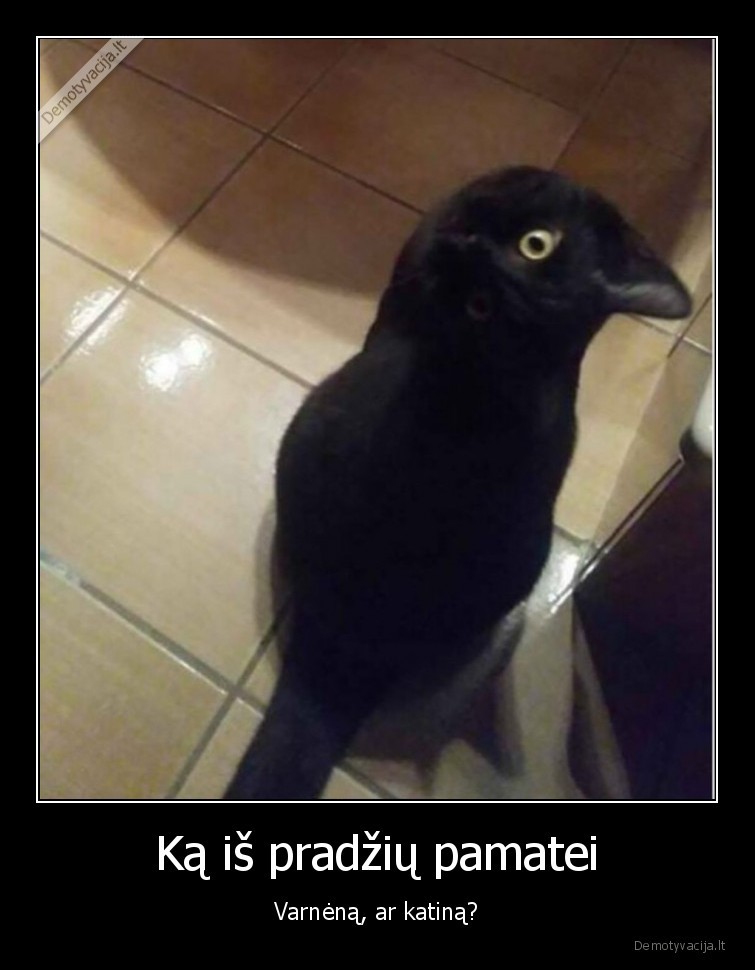 Ką iš pradžių pamatei - Varnėną, ar katiną?. 