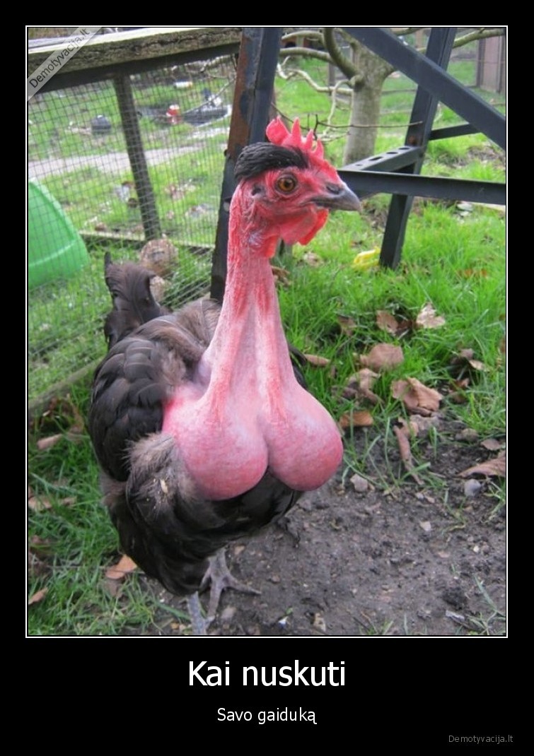 Kai nuskuti - Savo gaiduką. 