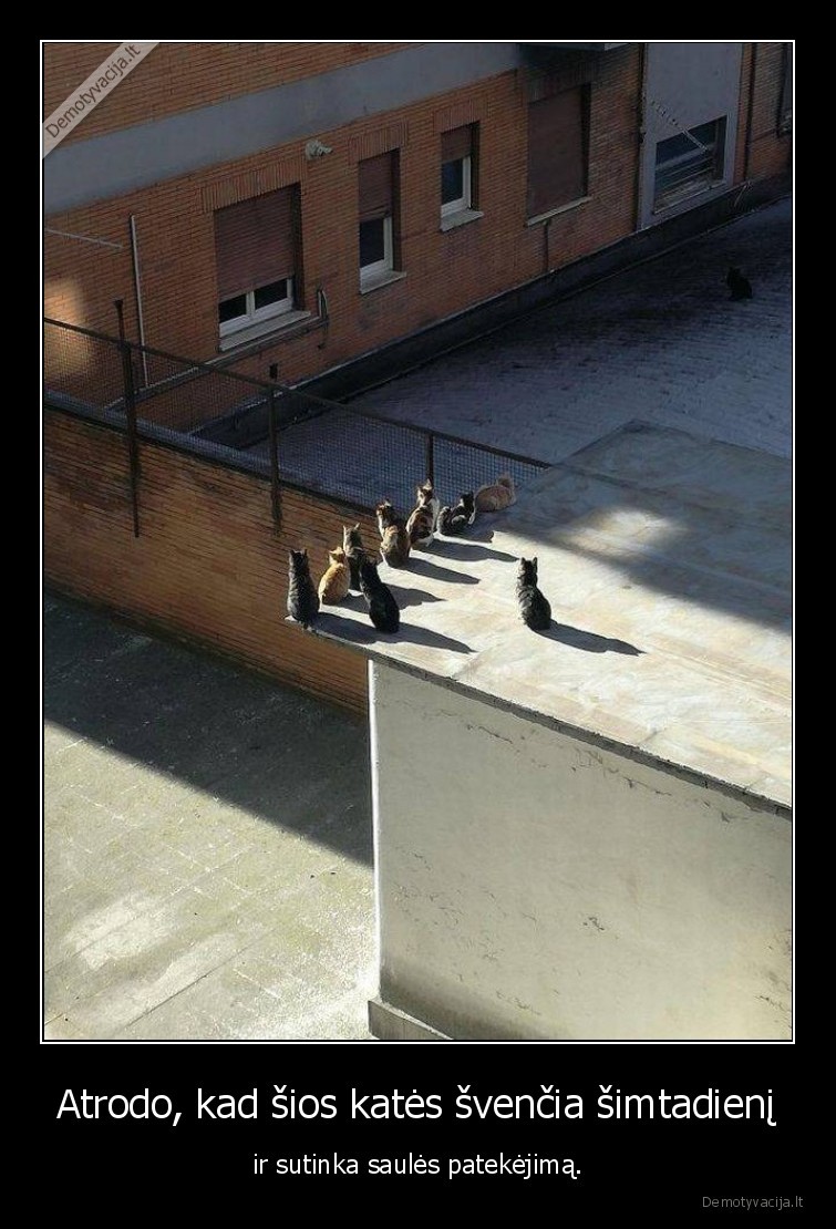 Atrodo, kad šios katės švenčia šimtadienį - ir sutinka saulės patekėjimą.. 