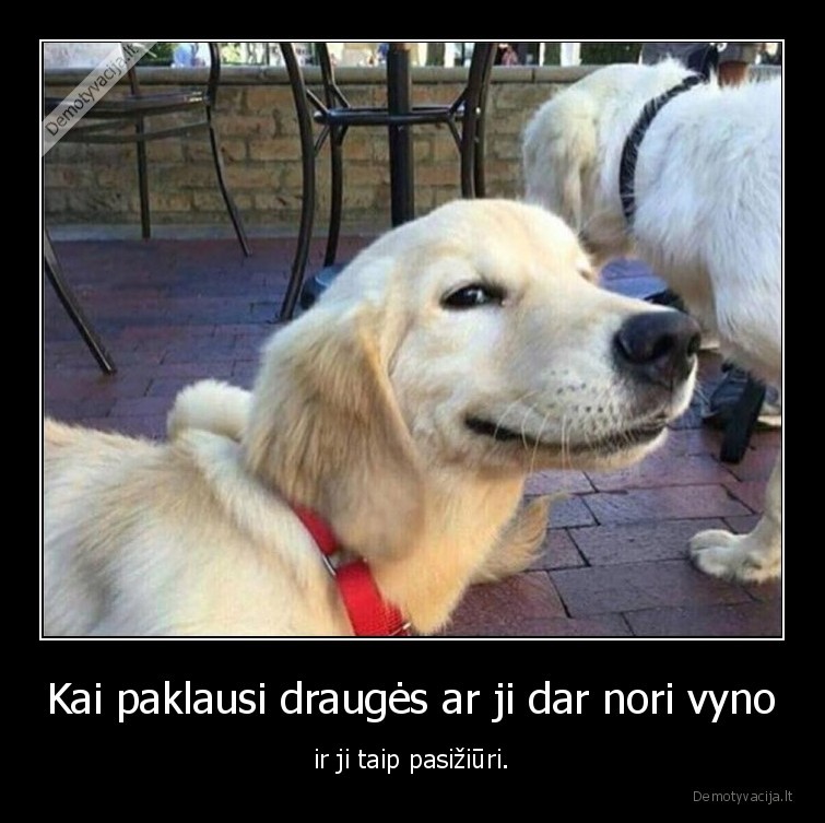 Kai paklausi draugės ar ji dar nori vyno - ir ji taip pasižiūri.. 