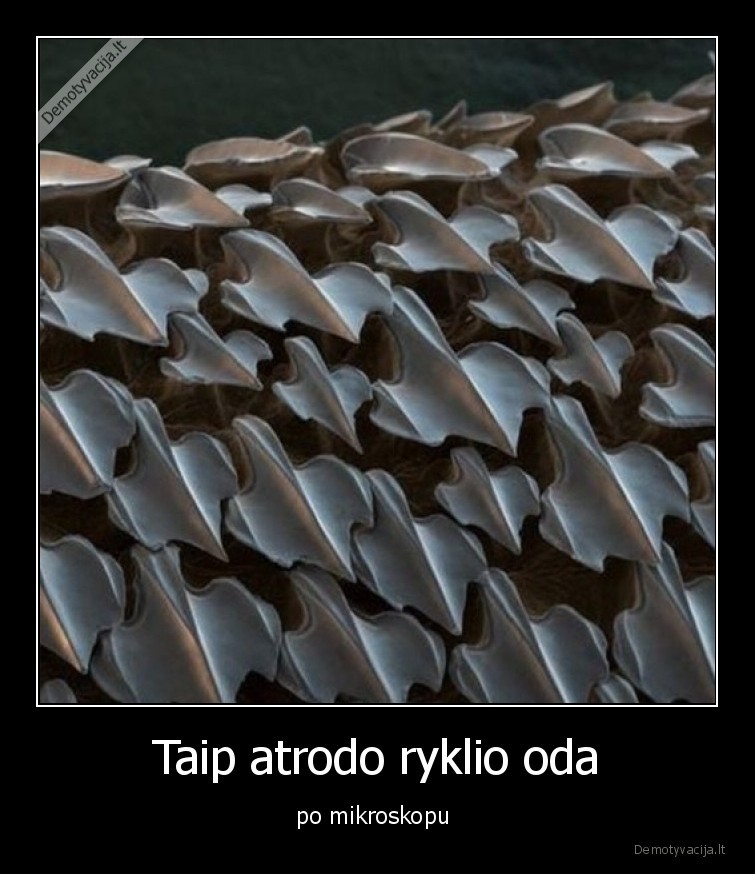 Taip atrodo ryklio oda - po mikroskopu . 