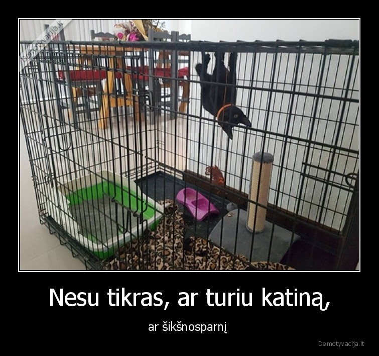 Nesu tikras, ar turiu katiną, - ar šikšnosparnį . 