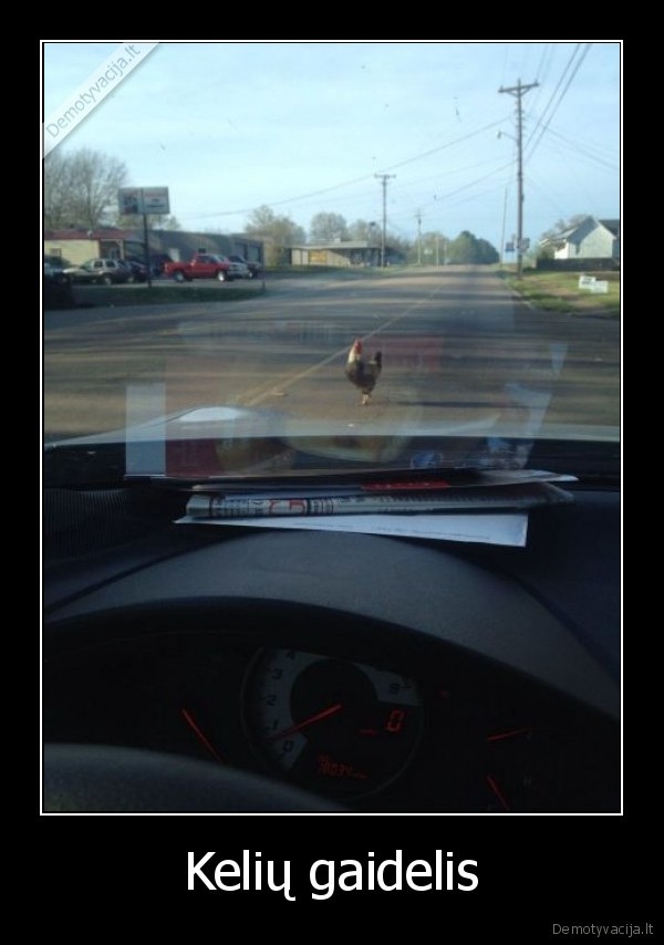 Kelių gaidelis. 