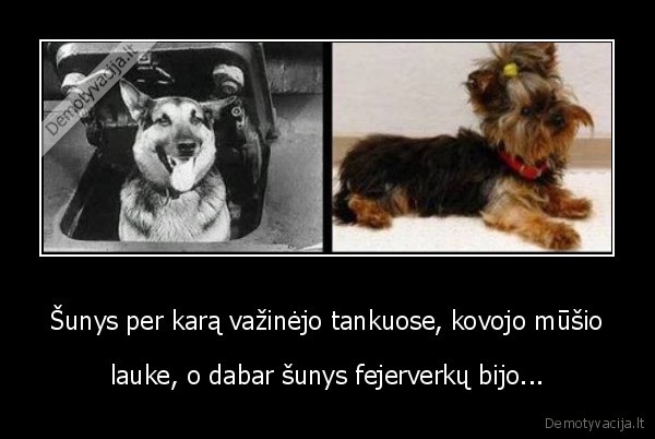 Šunys per karą važinėjo tankuose, kovojo mūšio - lauke, o dabar šunys fejerverkų bijo.... 
