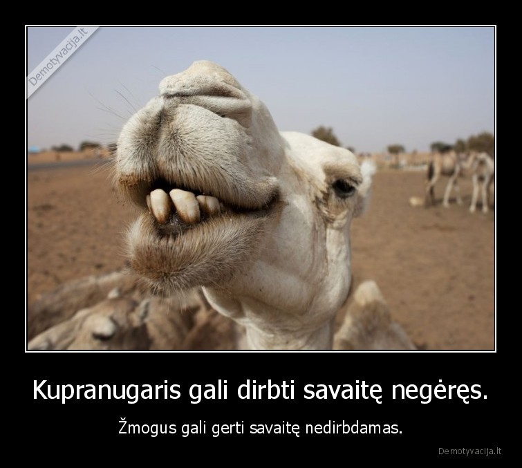 Kupranugaris gali dirbti savaitę negėręs. - Žmogus gali gerti savaitę nedirbdamas.. 