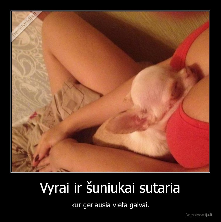 Vyrai ir šuniukai sutaria - kur geriausia vieta galvai.. 