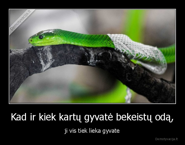 Kad ir kiek kartų gyvatė bekeistų odą, - ji vis tiek lieka gyvate. 