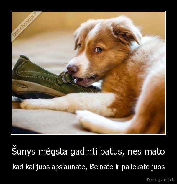 Šunys mėgsta gadinti batus, nes mato - kad kai juos apsiaunate, išeinate ir paliekate juos. 