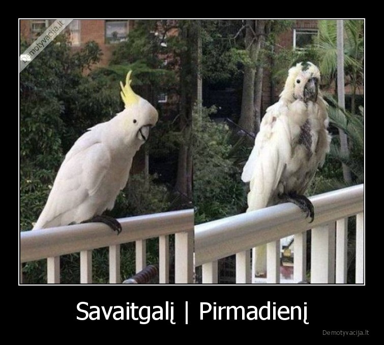 Savaitgalį | Pirmadienį. 