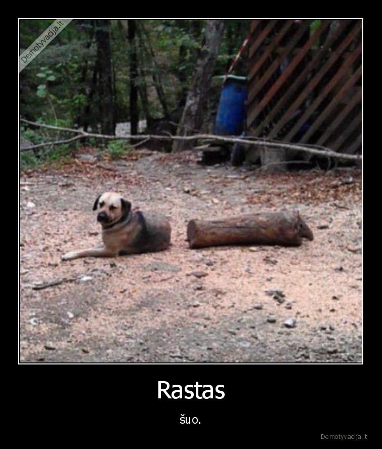 Rastas - šuo.. 