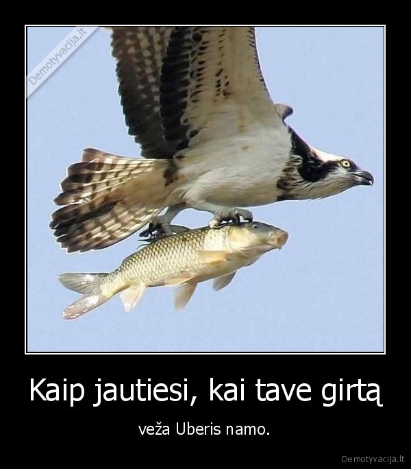 Kaip jautiesi, kai tave girtą - veža Uberis namo.. 