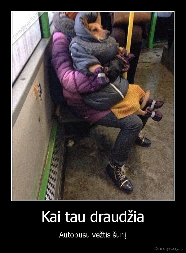 Kai tau draudžia - Autobusu vežtis šunį. 