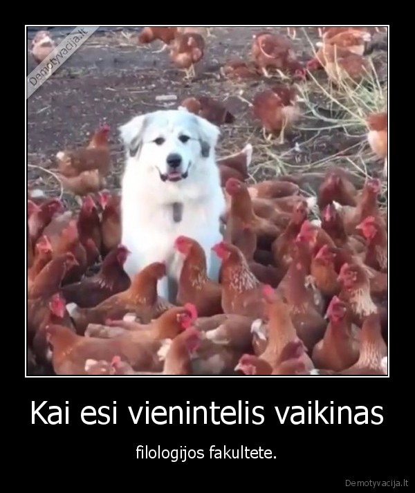 Kai esi vienintelis vaikinas - filologijos fakultete.. 