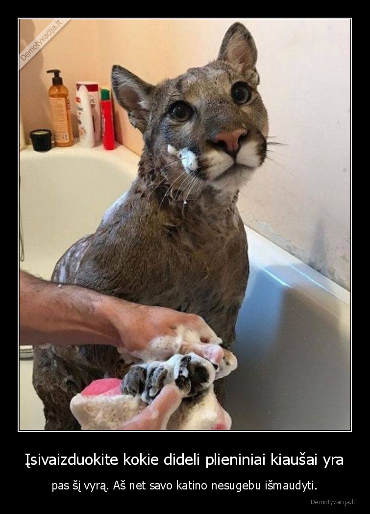 Įsivaizduokite kokie dideli plieniniai kiaušai yra - pas šį vyrą. Aš net savo katino nesugebu išmaudyti.. 