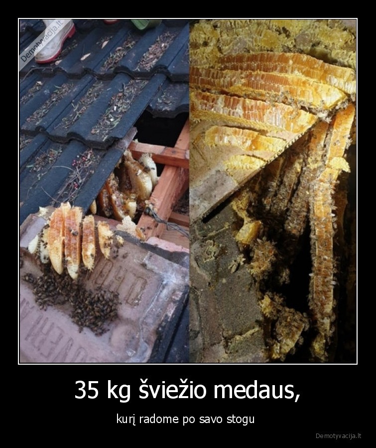 35 kg šviežio medaus, - kurį radome po savo stogu . 