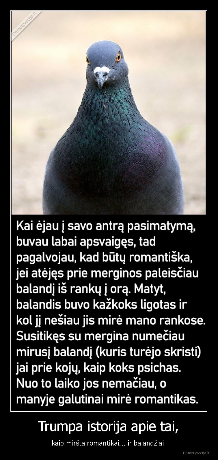 Trumpa istorija apie tai, - kaip miršta romantikai... ir balandžiai . 